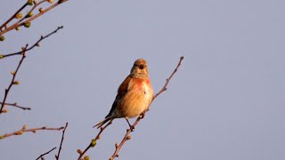 Common Linnet Singing