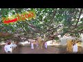 الرقاعة المعمرة بقرية شعف آل سودة بتنومة من أضخم وأقدم الأشجار في المملكة Ficus Vasta 