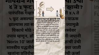 🌾 ५ फुटांचा गहू बुटका का झाला? #mpscpreparation#currentaffairs#upsc#mpsc#mpsctips #mpscgk #shorts