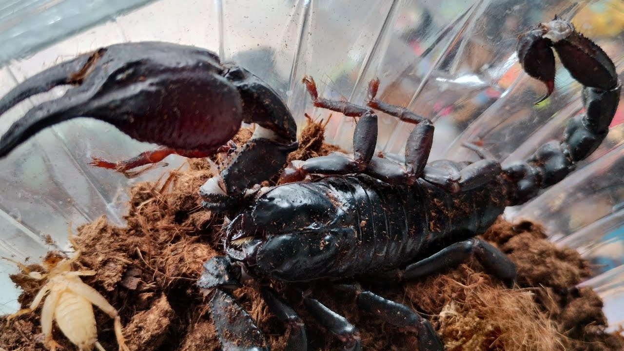 Cuidados del escorpión asiático y mosca soldado no te imaginas sus beneficios.