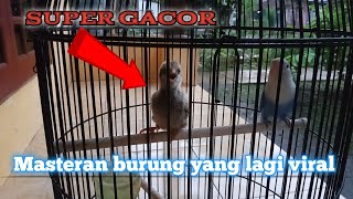 VIRAL,suara anak ayam gacor cocok buat masteran burung juara.