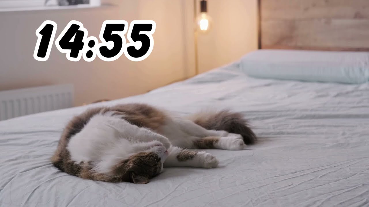 15 Minute Study Timer with a Cat | Cozy Napping Focus & Calm Lofi Beats