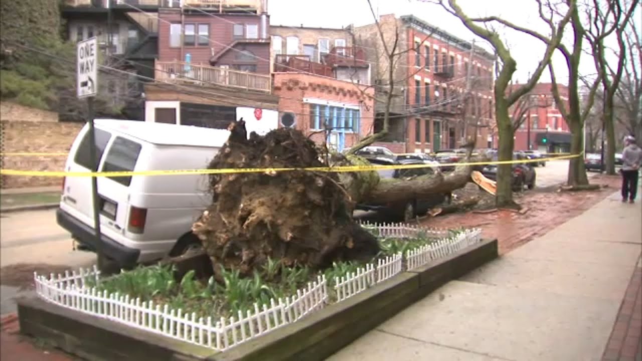 Large tree falls on parked cars in Chicago during severe storm - YouTube