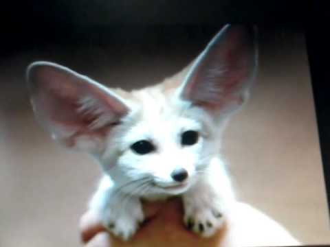 Feneco Youtube Feneco Youtube
