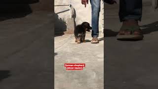 # Bk pet Zone # German shepherd male puppy for sale (8920196052)