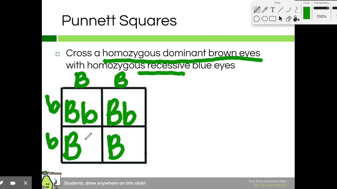 How to solve punnett squares-1 - YouTube