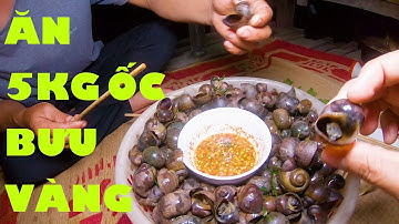 Bắt - Ăn 5KG Ốc Bươu Vàng Hấp Xả Lá Chanh Siêu Ngon