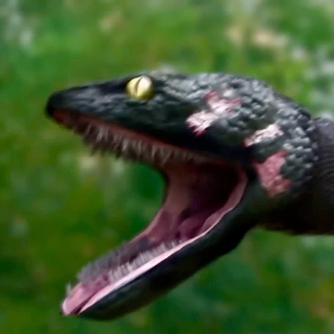 A COBRA CHAMOU O HOMEM DE CORNO #shorts