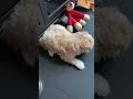Luna and her chickennnn