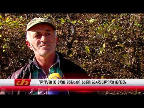 ოლოზში 30 წლის მამაკაცი ტყეში გარდაცვლილი იპოვეს
