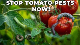 Your Tomatoes Are Eaten Overnight! Stop These 6 Destructive Pests Before It's Too Late