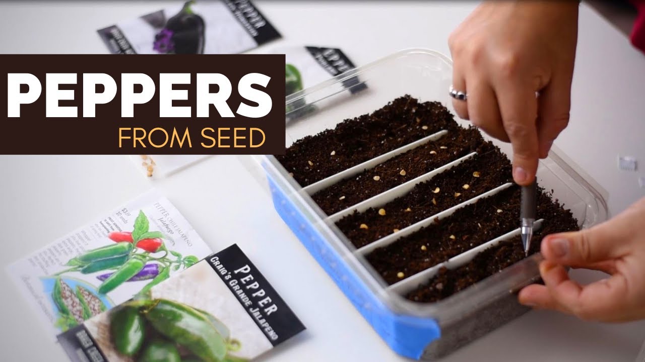 How to grow Spicy & Sweet Peppers from seed 🌶 Seed starting 🌶 Soil