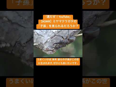 【ASMR 】ミヤマクワガタの「子孫」を見られるだろうか？ #虫の音 #bug #asmr #insects #nature #交尾の音#mating#asmrkorea