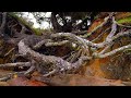 Nature: Olympic Peninsula in Washington State