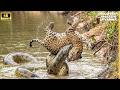 Wild Life Amazon Jungle vs Ocean: Most Dangerous Snake Video Survival Discovery