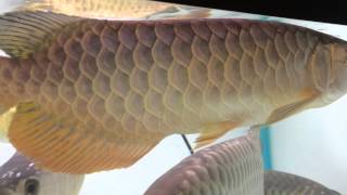 Golden Head, Full Helmet, RTG Arowana Community tank