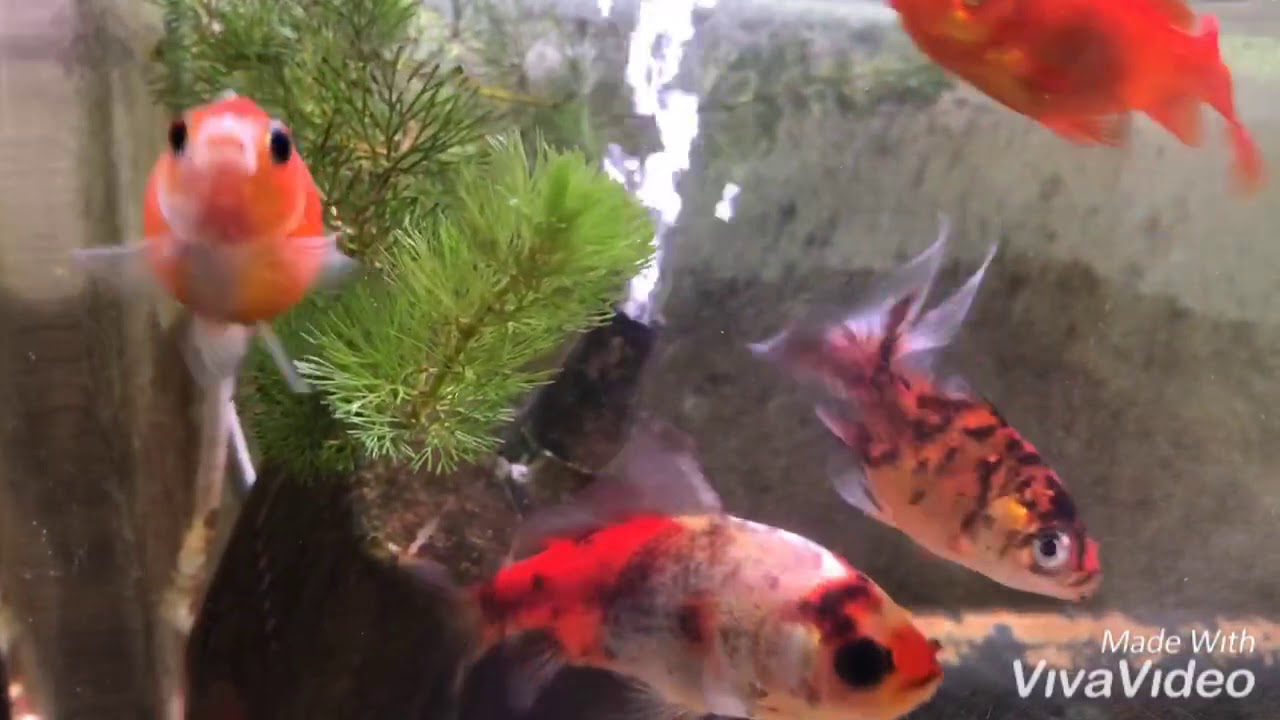金魚水槽の様子 紅葉和金 ピンポンパール 三色和金 キャリコ Youtube 金魚水槽の様子 紅葉和金 ピンポンパール 三色和金 キャリコ Youtube