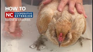 How to: Bathe a Chicken