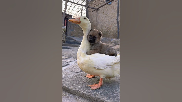 Mother duck is a warm haven for dogs. The cute pet dog Jin Taiyang is original.