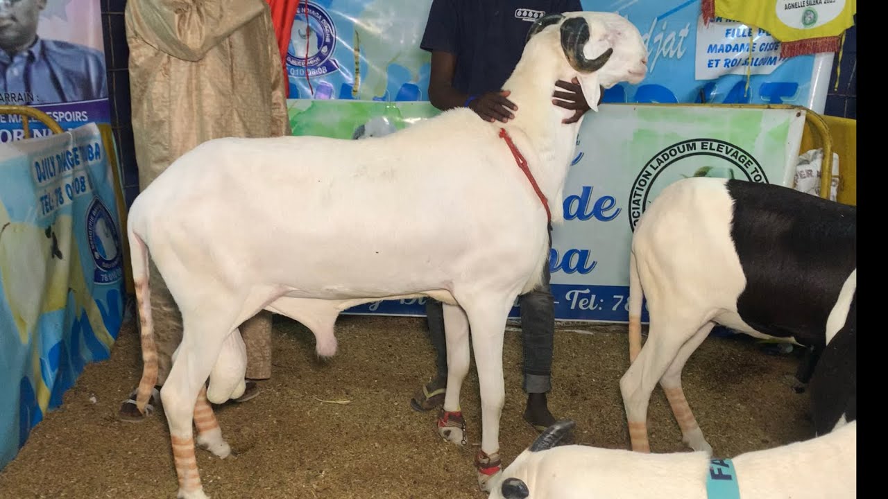 AHMED NAJAT FILS DE KARAMOKO A LA BERGERIE BAYE NDIOUGA DIAGNE