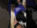 Therapy w/a Dane #dog #dogs #cute #fyp #happy #therapy #pets #pet #fun #foryou #animals #love #sweet