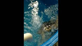 Karen Beasley Sea Turtle Hospital, July 2016 (3)