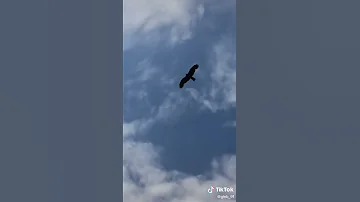 Птица смерть