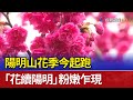 陽明山花季今起跑 「花續陽明」粉嫩乍現