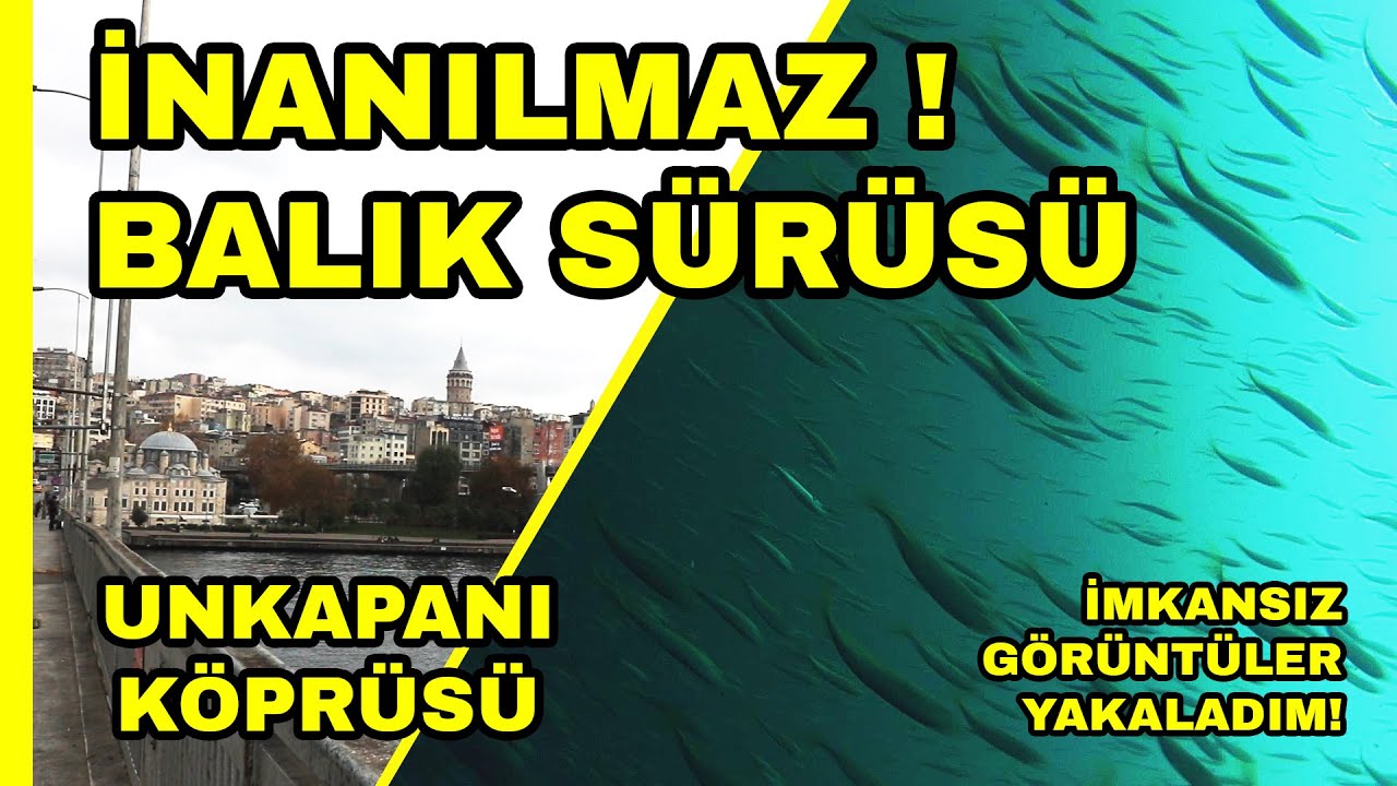''UNKAPANI KÖPRÜSÜ'' 'BALIK SÜRÜSÜ GÖÇÜ / Fish Migration / Under the Sea/ Zoom Background / İstanbul