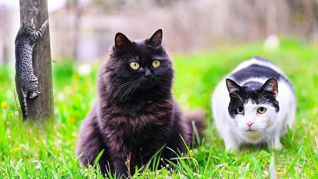 Crazy Day in the CAT GARDEN | Amazing 4K Adventure | No Music