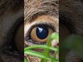 Auge in Auge mit einem Feldhasen 😳 Schaut bei WeigelsWildeWelt vorbei! #natur #nature #leidenschaft