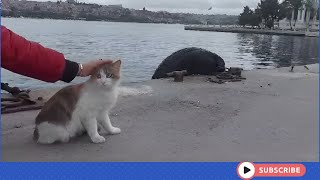 The miracle of loving . Being with cats for a day by the sea enriches your heart and relieves stress