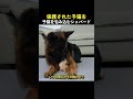 保護された子猫を子猫を包み込むシェパード