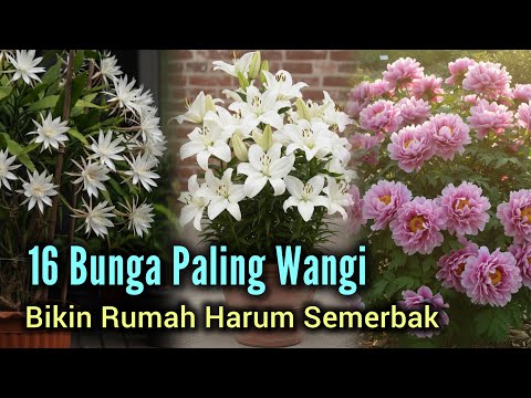 Cara Menanam Bunga Sedap Malam Agar Cepat Berbunga Di Dalam Pot