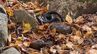 Water snake by a stream