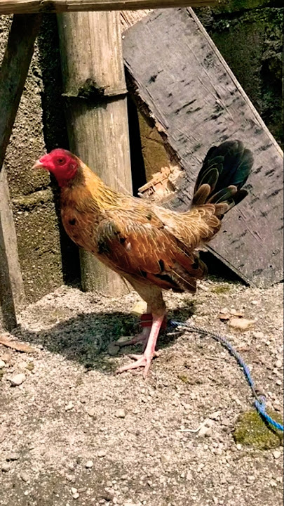 benabae sakalam #chicken #rooster #ayam