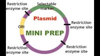Plasmid Prep