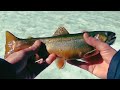 High alpine ice fishing beautiful brook trout