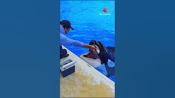 Sự vui sướng của cá voi khi đạt được điều mình muốn #shorts