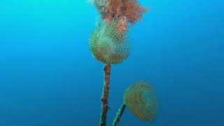 spirografi su gomena 5