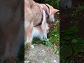 野犬の子犬が我が家へ来て数日後②#shorts