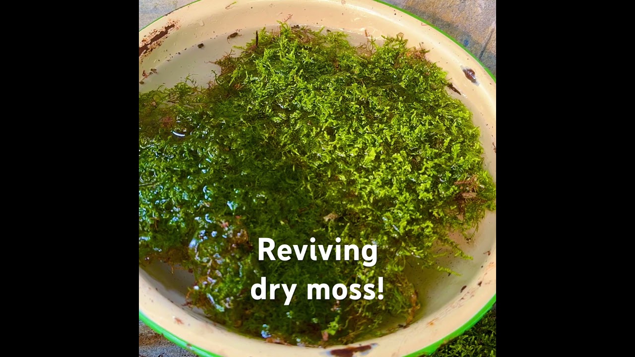 Reviving dry moss! 