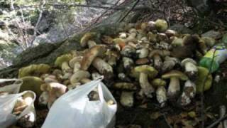 funghi porcini 12 ottobre 2009 33 chili