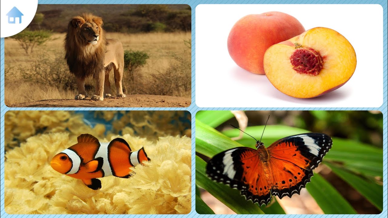 Pekbok För Barn - Gissa Vad - iOS Spel!