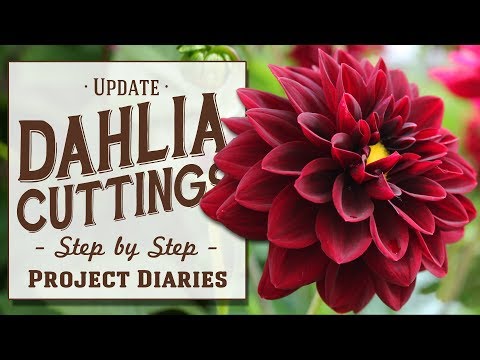 ★ Update: Dahlia Cuttings (Step by Step Guide)