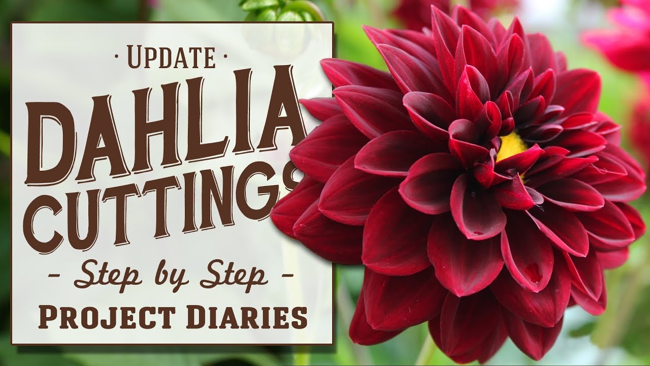 ★ Update: Dahlia Cuttings (Step by Step Guide)