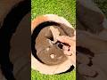 battery creamy clay #terracotta #mitti #soil #pottery#mud#chalk #slate #crushing #shortvideo #viral