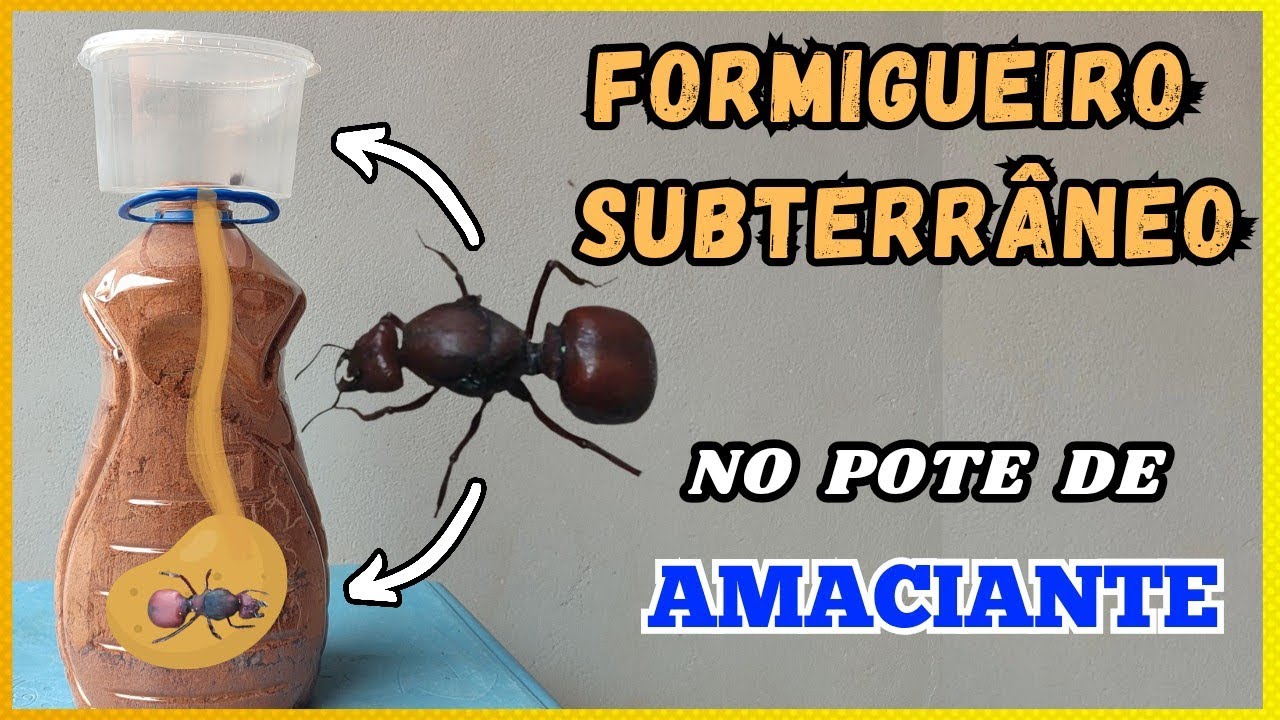 Simulamos um FORMIGUEIRO SUBTERRÂNEO no Pote de Amaciante ( com TANAJURA) 