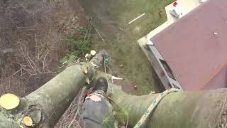 Tree Climb