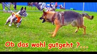 „Spielsüchtige“ Hunde! Wie gehen wir damit um?  –  Erklär-Video